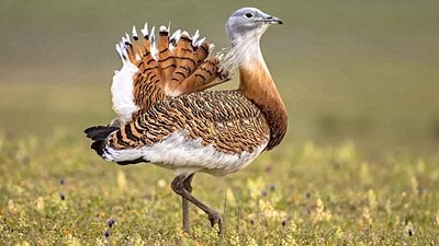 Fas'taki Eski Mezarlıklarda Toy Kuşları Cenaze Ritüellerinin Parçasıydı!