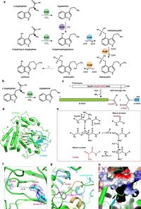 Structural basis for psilocybin biosynthesis - Nature Communications