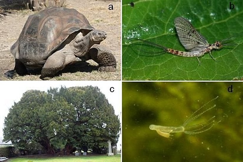 Görsel 4: Farklı organizmalar arasında görülen yaşam süresi varyasyonu. Farklı türler ne kadar uzun bir ömür sürdükleri konusunda önemli ölçüde değişiklik gösterirler. (a) Kubbe kabuklu dev Galápagos kaplumbağası (Geochelone elephantopus) yaklaşık 180 yaşına kadar yaşayabilirken (b) (Ephemeroptera böcek takımına ait olan) bazı mayıs sineği türleri yaklaşık yarım saatten sonra ölürler. (c) Dev kaplumbağalardan çok daha yaşlı olan porsuk ağacı (Taxus baccata) gibi belli başlı ağaçların 4.000 ila 5.000 yaş aralığında bazı örnekleri mevcuttur. (d) Tatlı su genus cinsi Hydra polipleri gibi diğer birkaç organizmanın çok yavaş yaşlandıkları; hatta (tartışmalı bir görüş olsa da) ölümsüz olma potansiyeline sahip oldukları düşünülür.