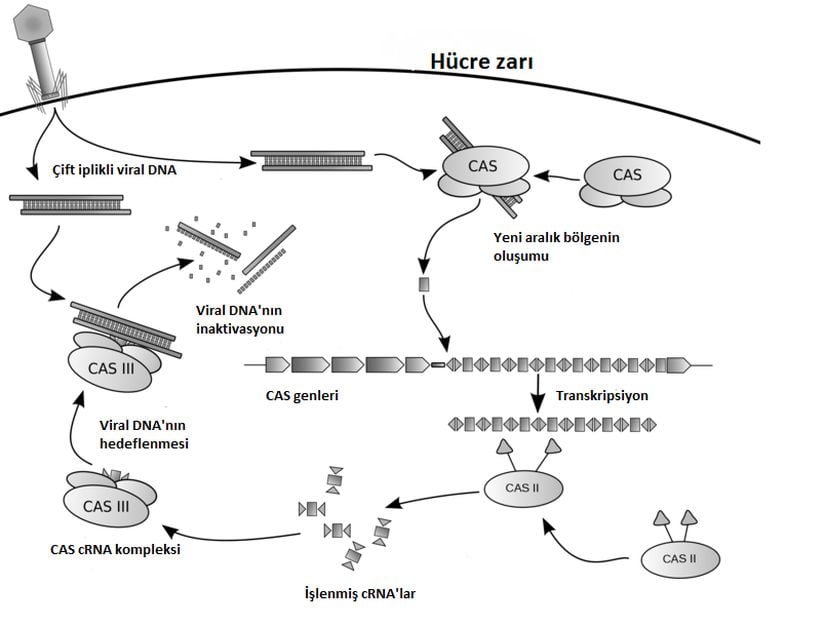 CRISPR-Cas 3 adımlı çalışma mekanizması: (1) bakteriyi enfekte eden virüsün PAM taşıyan DNA bölgesi, tekrarlayan bölgelerle birlikte CRISPR lokusuna sokulur, (2) CRISPR dizilerinin ifade edilip işlenerek küçük crRNA dizilerinin oluşturulduğu CRISPR RNA (crRNA) biyogenezi, (3) Virüs DNA’sına karşılık gelen crRNA’nın Cas proteinleri ile birleşip virüs DNA’sına hedeflendirilmesi ve virüs DNA’sının kesilmesi