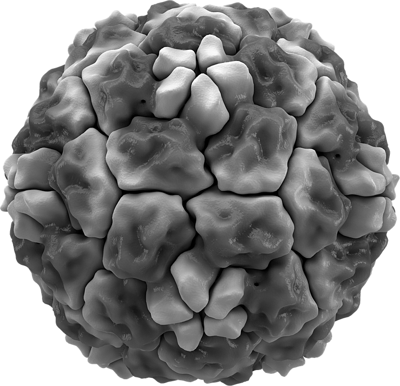Soğuk algınlığına neden olan virüslerden biri olan insan rhinovirus 14'ün kapsidinin izosurface'i. Proteinin sivri uçları, görsel netlik için beyaz renktedir. İkozahedral simetriye dikkat edin. Protein Veri Bankası girişi 4RHV'ye dayalıdır.