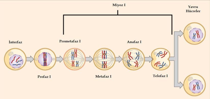 İlk mayoz bölünme