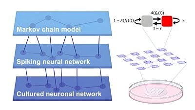 Yönlü Bağlantılar Beyin Hücre Ağlarının Karmaşık Dinamiklerini Nasıl Biçimlendirir?
