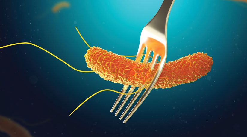 Salmonella Bir Gıda Güvenliği Sorunudur