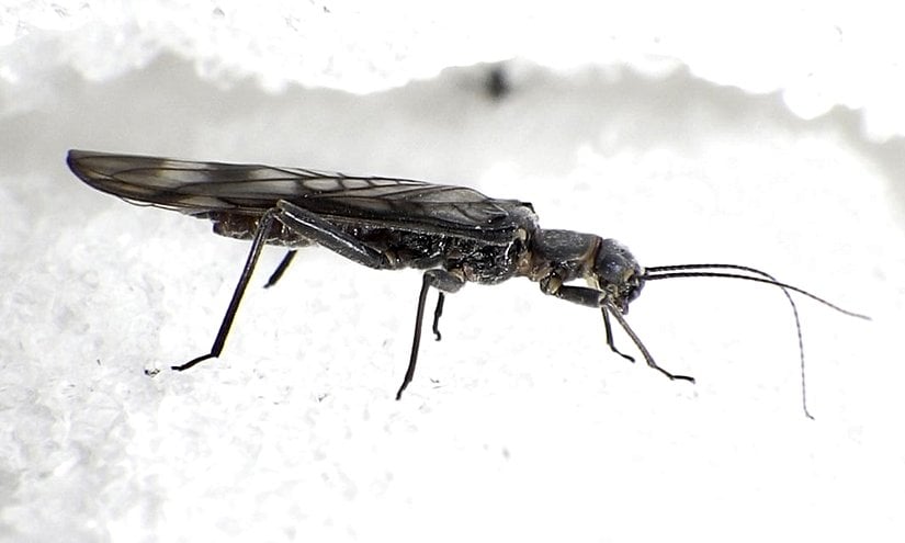 İklim değişikliği yüzünden nesli tükenen yetişkin dişi bir taş sineği.