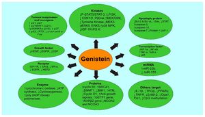 Genistein Counteracts Cerebral Ischemia Through Wnt/Ca2+ Pathway