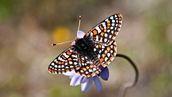 Kelebekler Kendilerini Yok Oluştan Kurtardı!