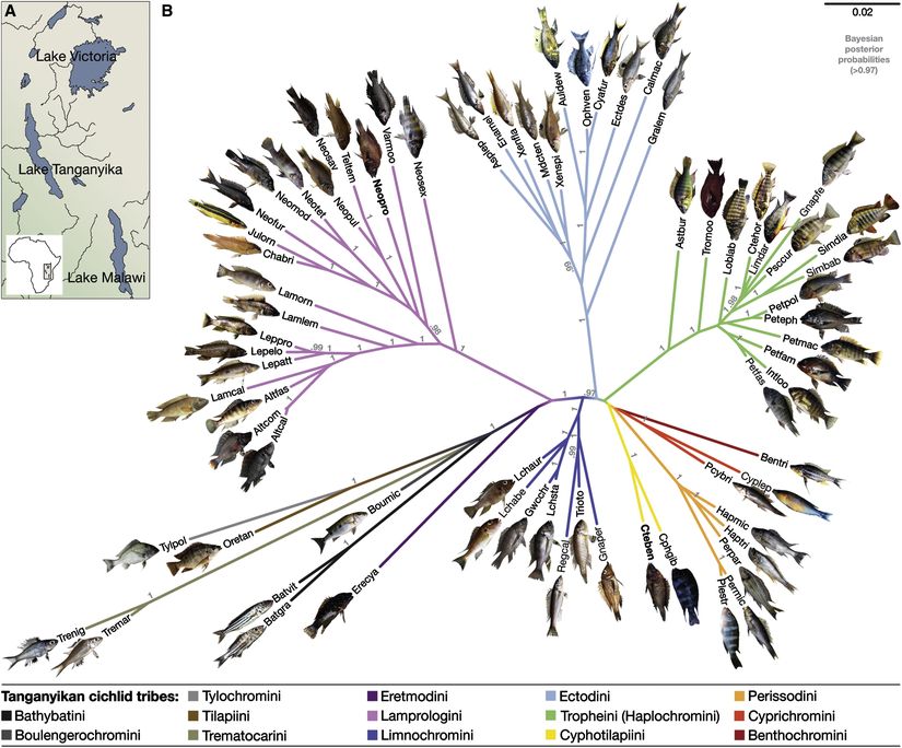 Tanganyika Gölü'nde yaşayan sihlid balıklarının adaptif radyasyonunu gösteren evrim ağacı