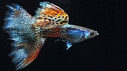 Lepistes Balığı Nedir? Neden Bu Kadar Yaygın Bir Türdür?