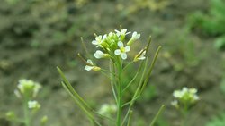 Bitkiler, RNA Kullanarak Komşuları ile Konuşuyor!