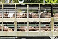 ASF Taiwan: Authorities on alert after “suspected case” on farm