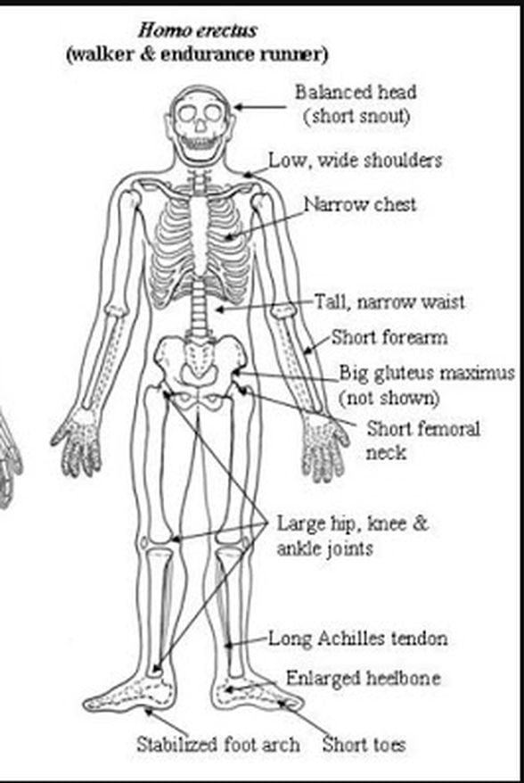 Australopithecines'den Homo erectus'a geçişi karakterize eden bazı anatomik değişiklikler