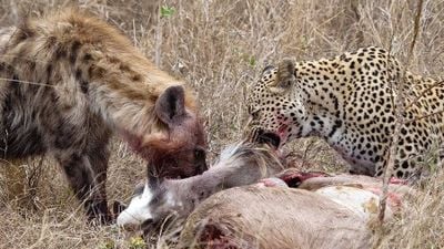 Sıra Dışı Bir An: Bir Avı Paylaşan Leopar ve Sırtlan!