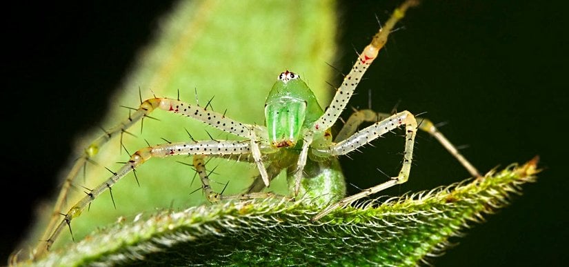 Belize'de bir akşam yaprak üstünde oturan bir vaşak örümceği
