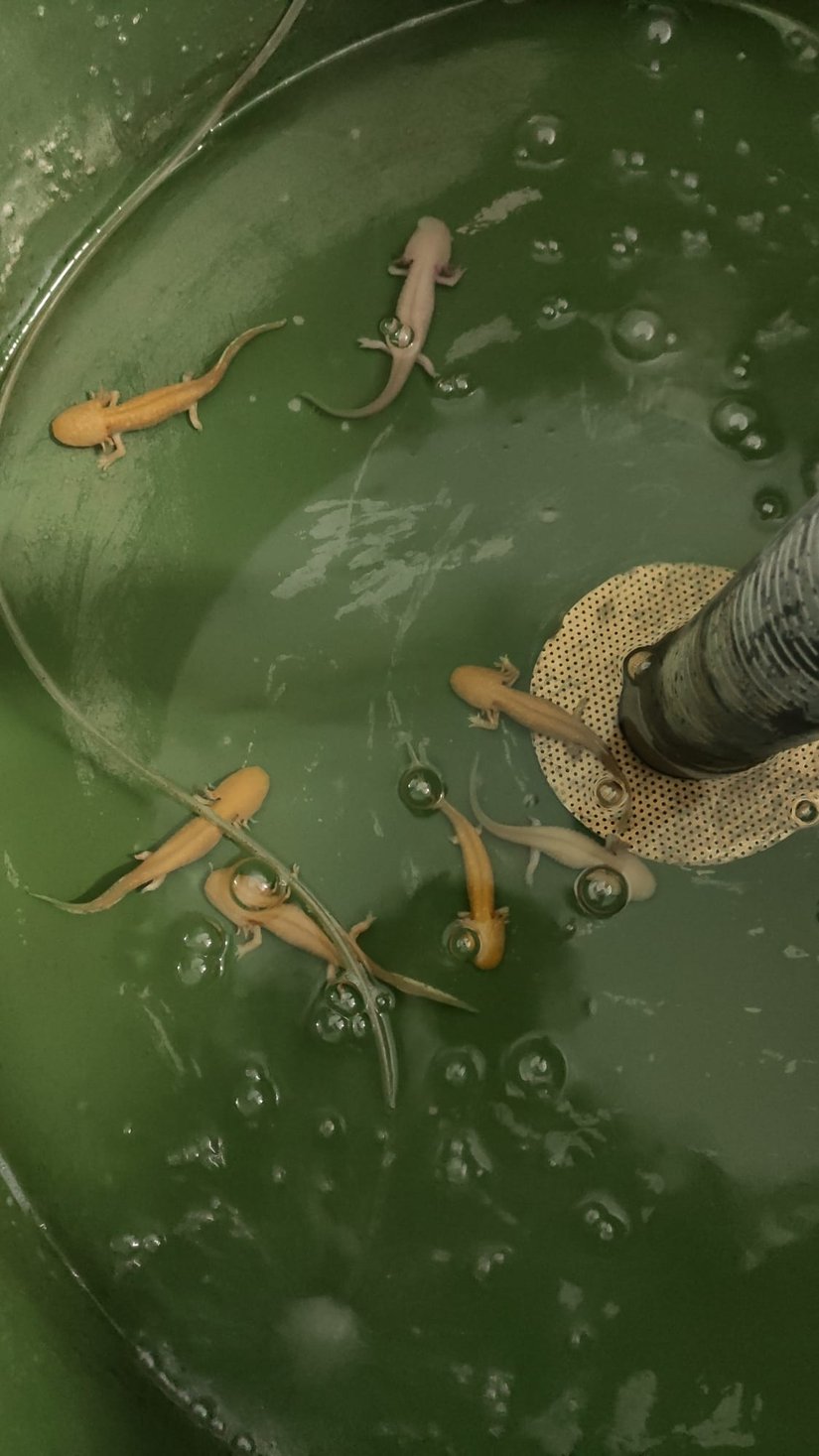 Aksolotl erişkinleri