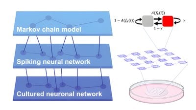 Yönlü Bağlantılar Beyin Hücre Ağlarının Karmaşık Dinamiklerini Nasıl Biçimlendirir?