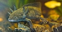 Scientists search for DNA of an endangered salamander in Mexico City’s canals