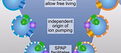 En Eski Ortak Atanın Hücre Zarına Dair Yapılan Modellemeler, Biyolojinin Temel Sorularına Işık Tutuyor!