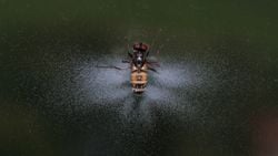 Kusursuz Katil: Entomophthora Muscae