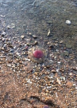 4 ay önce gittiğim okul kampında gördüğüm bu canlının adı nedir acaba?