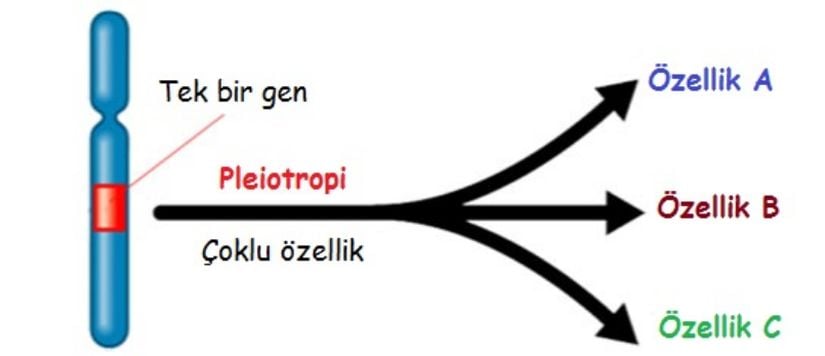 Pleiotropi sürecine dair bir gösterim.