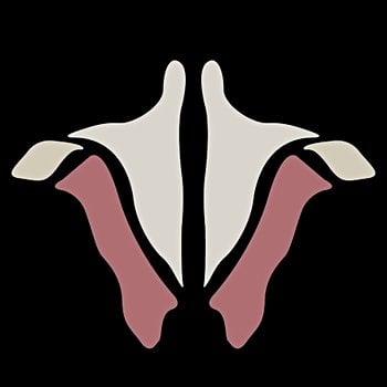 Institute of Human Anatomy