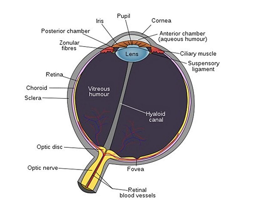 Bir memeli retinasının şematik gösterimi.