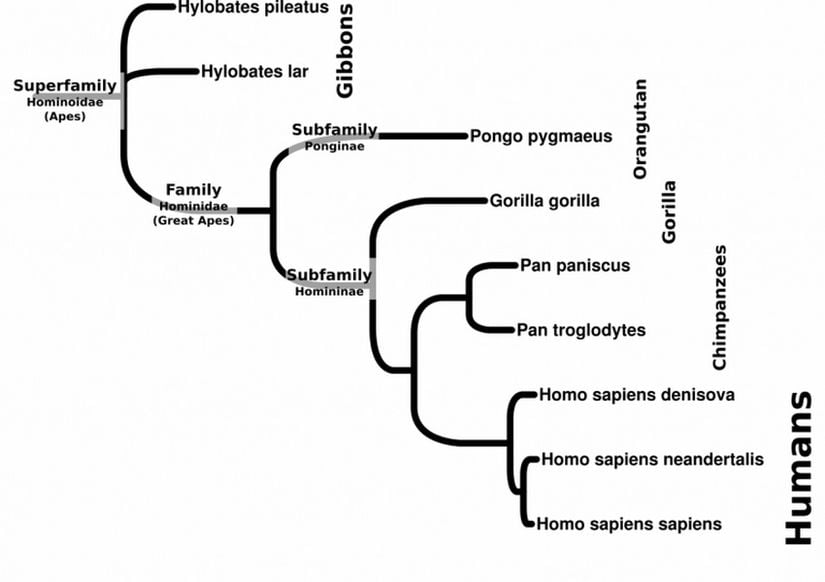 Hominoid (kuyruksuz maymun) ailesinin dalları