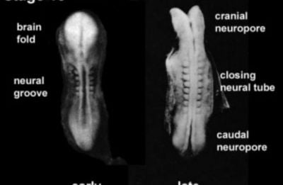 Sinirbilim ve Beyin - 3: Sinir Sisteminin Embriyolojik Oluşumu ve Gelişimi
