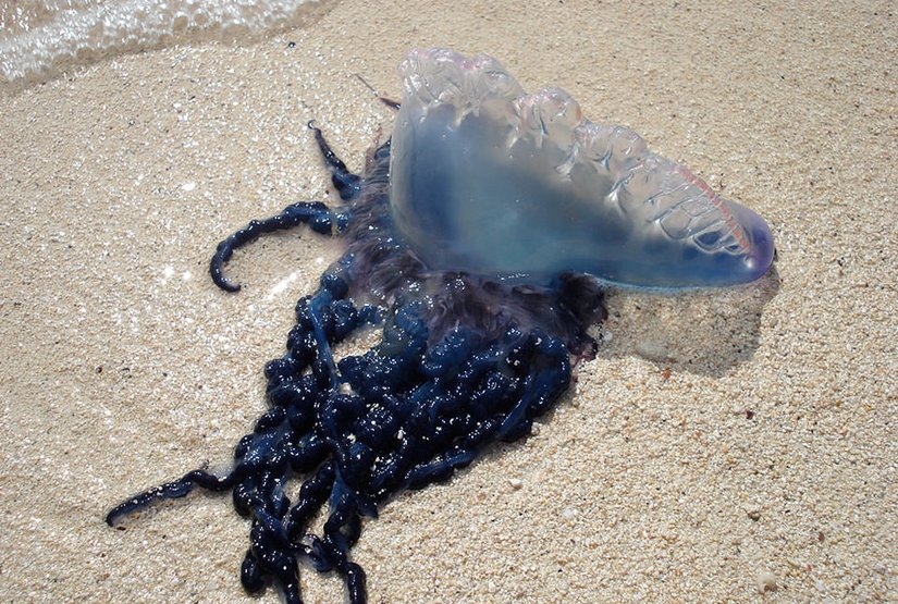 Portuguese Man O' War (Physalia physalis)