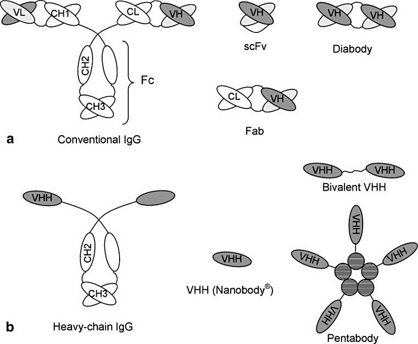 a) Normal bir antikor ve  b) HcAb . Diğer şekiller ise nanokorların (VHH) farklı şekillerde kombine edilmiş versiyonları.